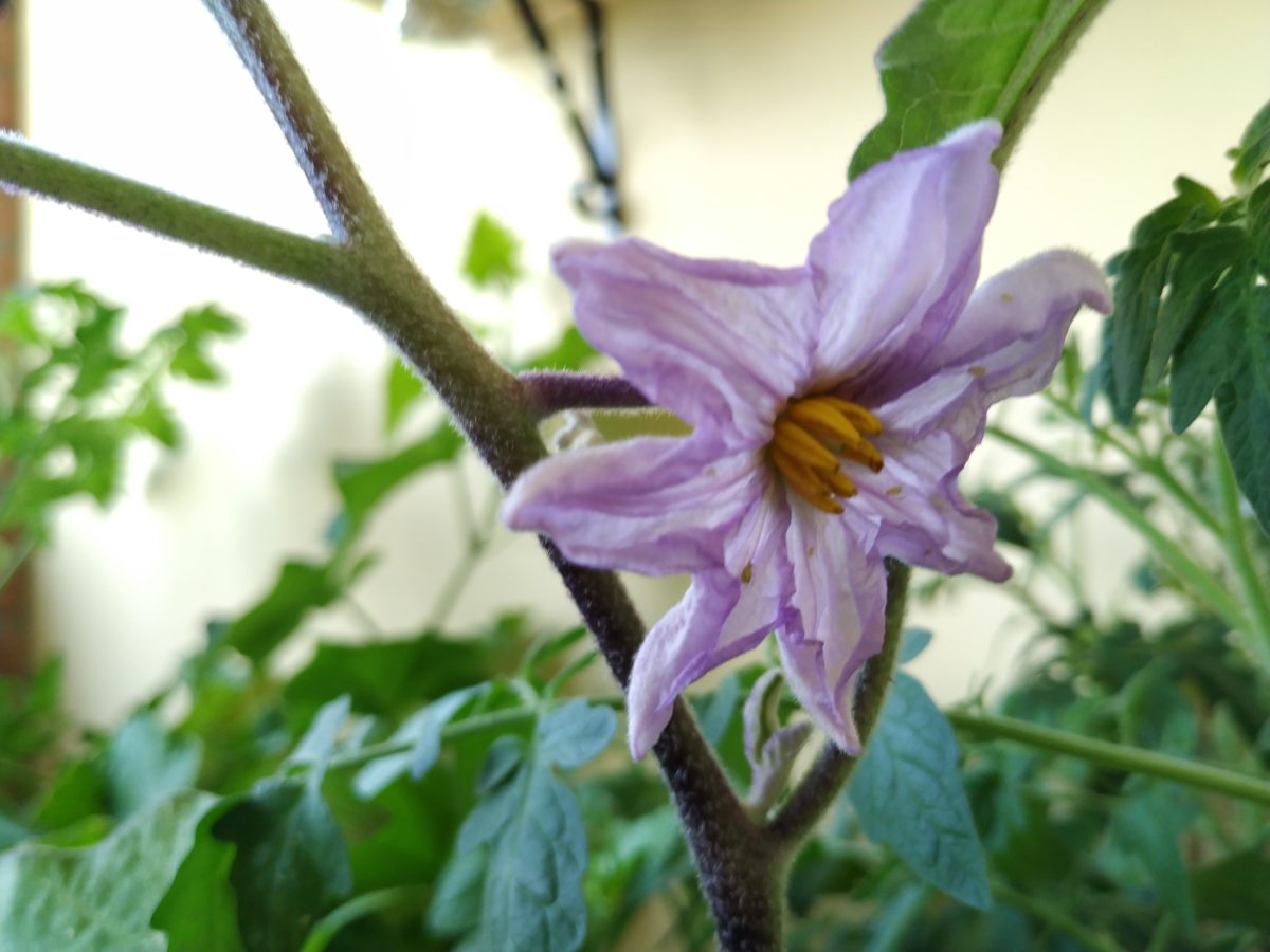 Come creare un orto da balcone con irrigazione automatizzata con l’intelligenza artificiale