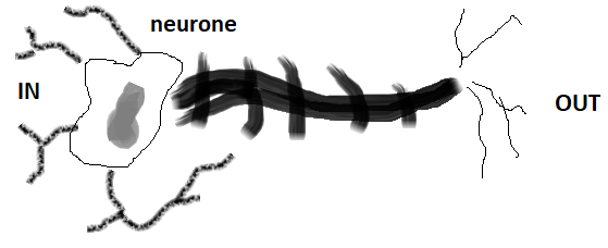 PERCEPTRON: come simulare un neurone